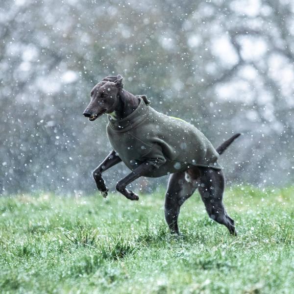 Greyhound Coat