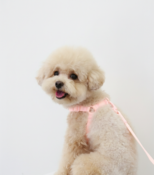 Macaron No Pull Harness