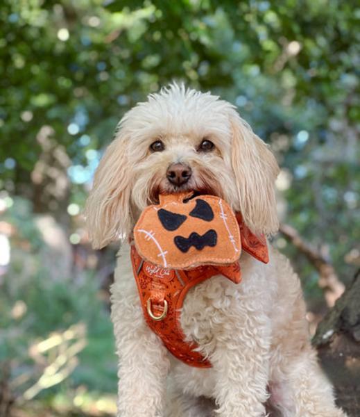 Jack The Pumpkin Shaped Eco Toy