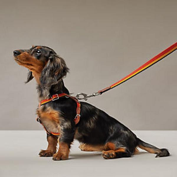 Rocabar Leash And Harness