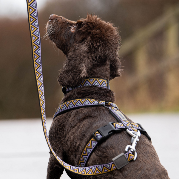 Erysimum Y Shaped Adjustable Dog Harness