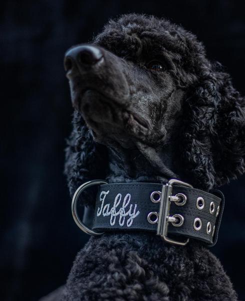 Expedition Collar with Neoprene Padding and Stainless Steel Hardware