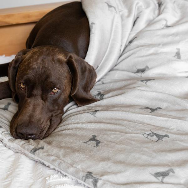 Luxury Blanket Pointer Print