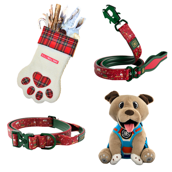Collar And Lead Bundle With Treats And Teddy