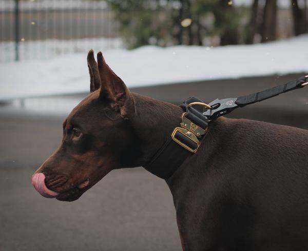 Luxe Dog Leash with Neoprene Lined Handle and Quick Release Spring Clasp